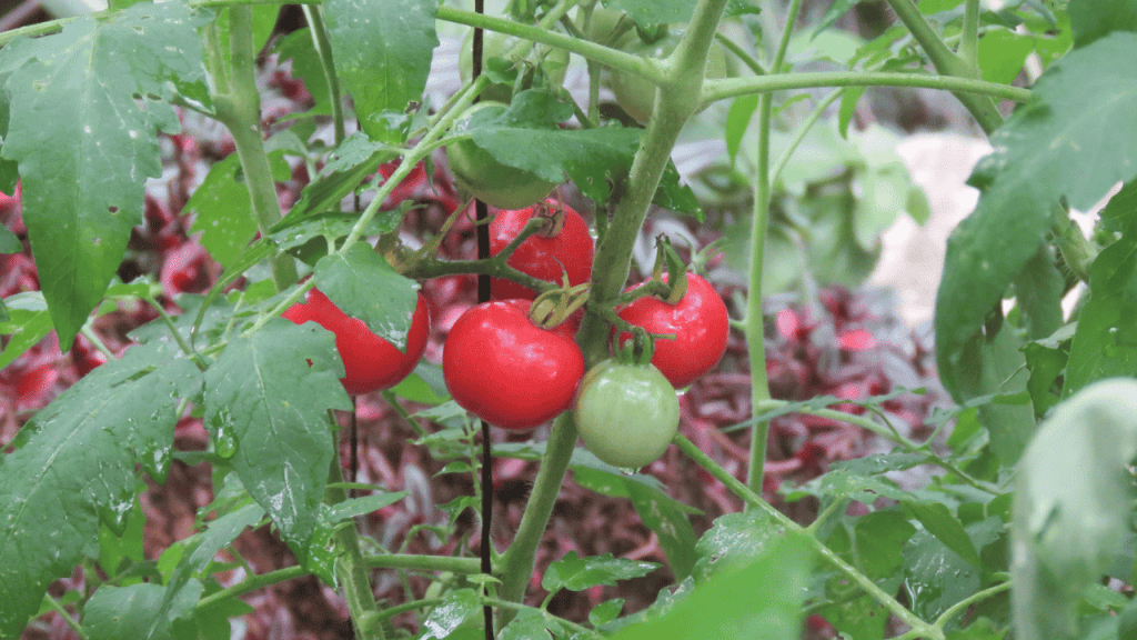 Homegrown cherry tomatoes