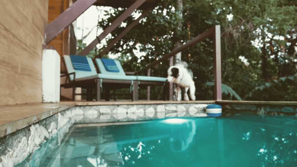 Plunge pool in the jungle