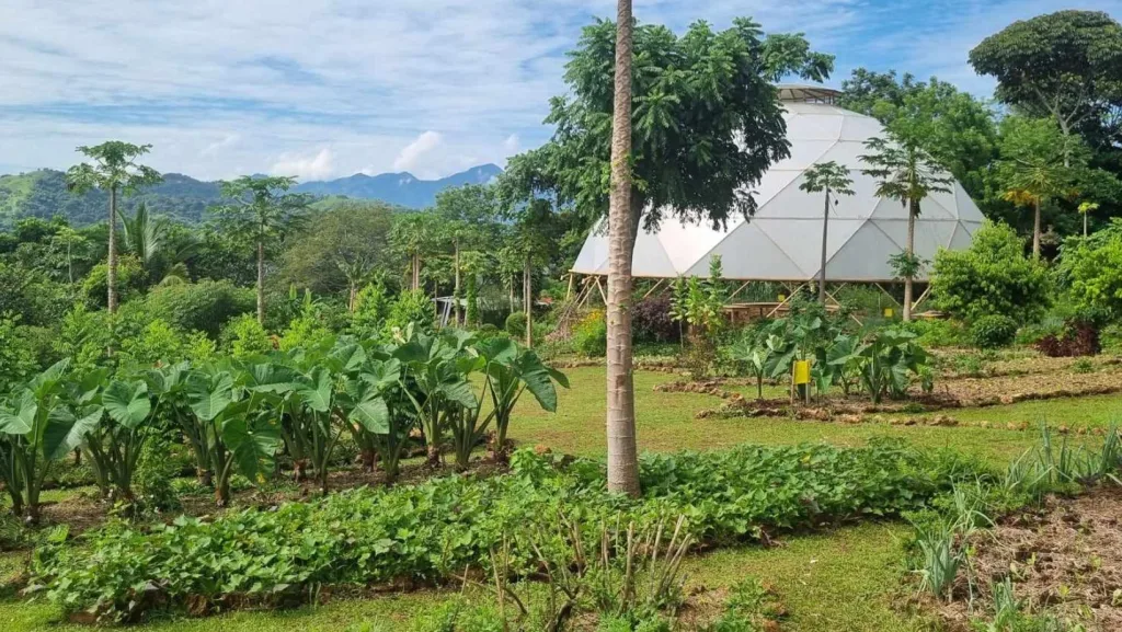 organic gardens at Alegria eco village