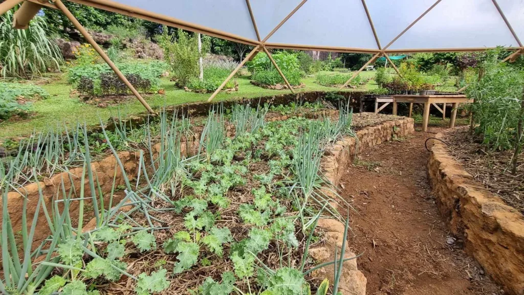 An example of crop rotation techniques used in a community garden at Alegria Eco Village