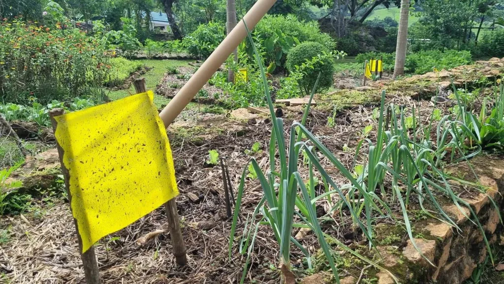 Yellow sticky fly traps in a raised garden bed to help with pest control
