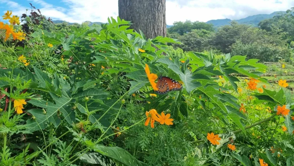 A butterfly resting on a flower in the garden