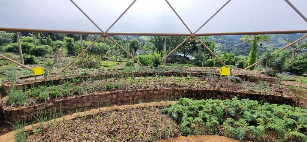 Various raised garden beds full of fresh produce at Alegria eco village