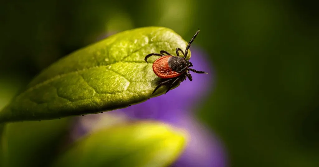 A tick waiting to grab on to a host