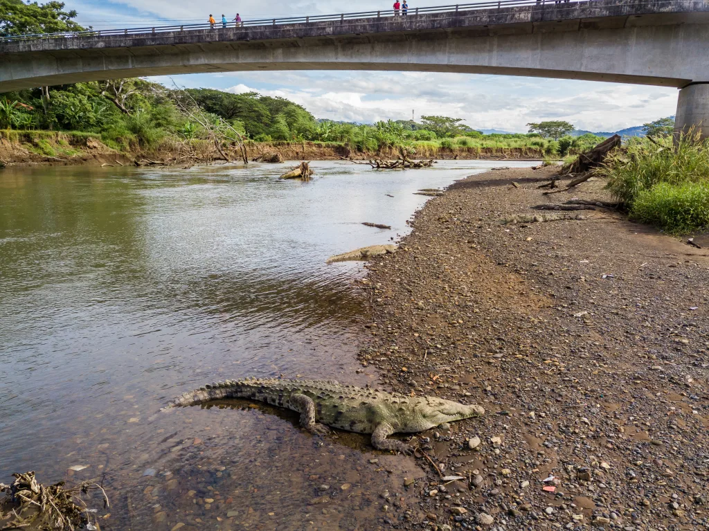 Crocodile at Tarcoles Crocodile Bridge